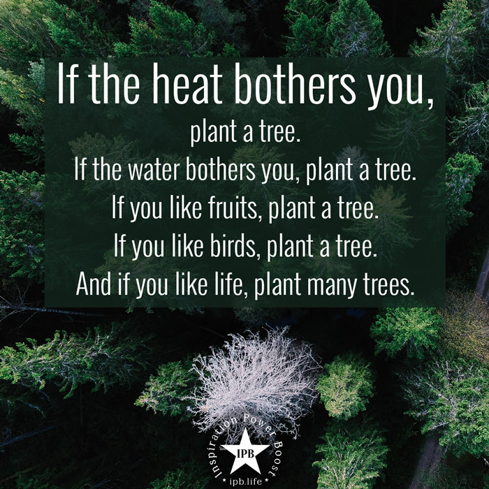 If-The-Heat-Bothers-You-Plant-A-Tree